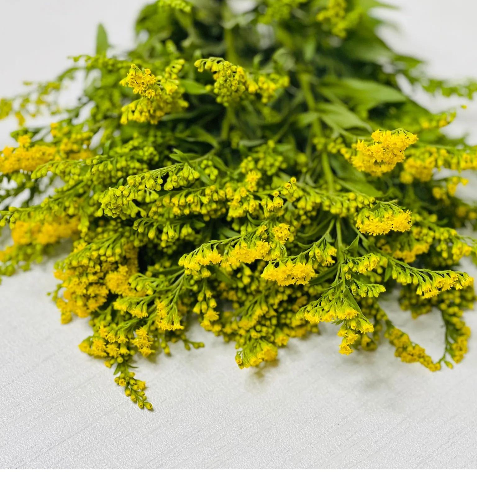 Solidago