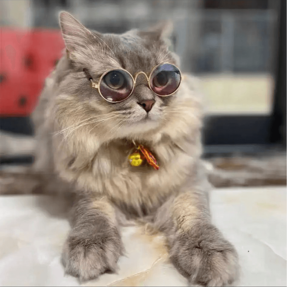 Sunglasses For Pet