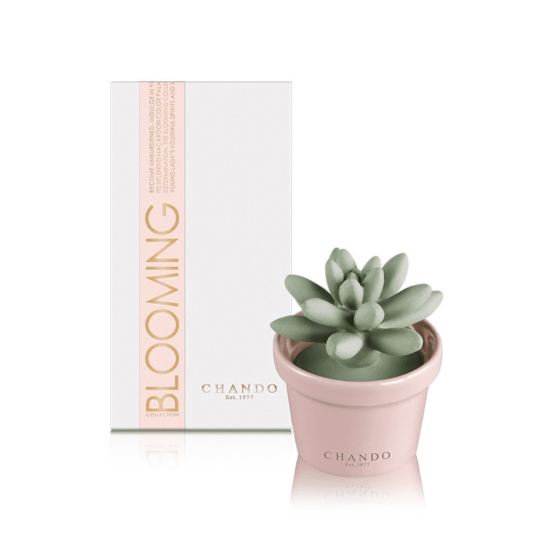 Chando Mini Succulent Diffuser