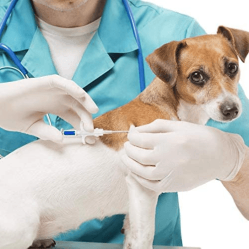 Animal ID Chips Microchip With Disposable Syringe