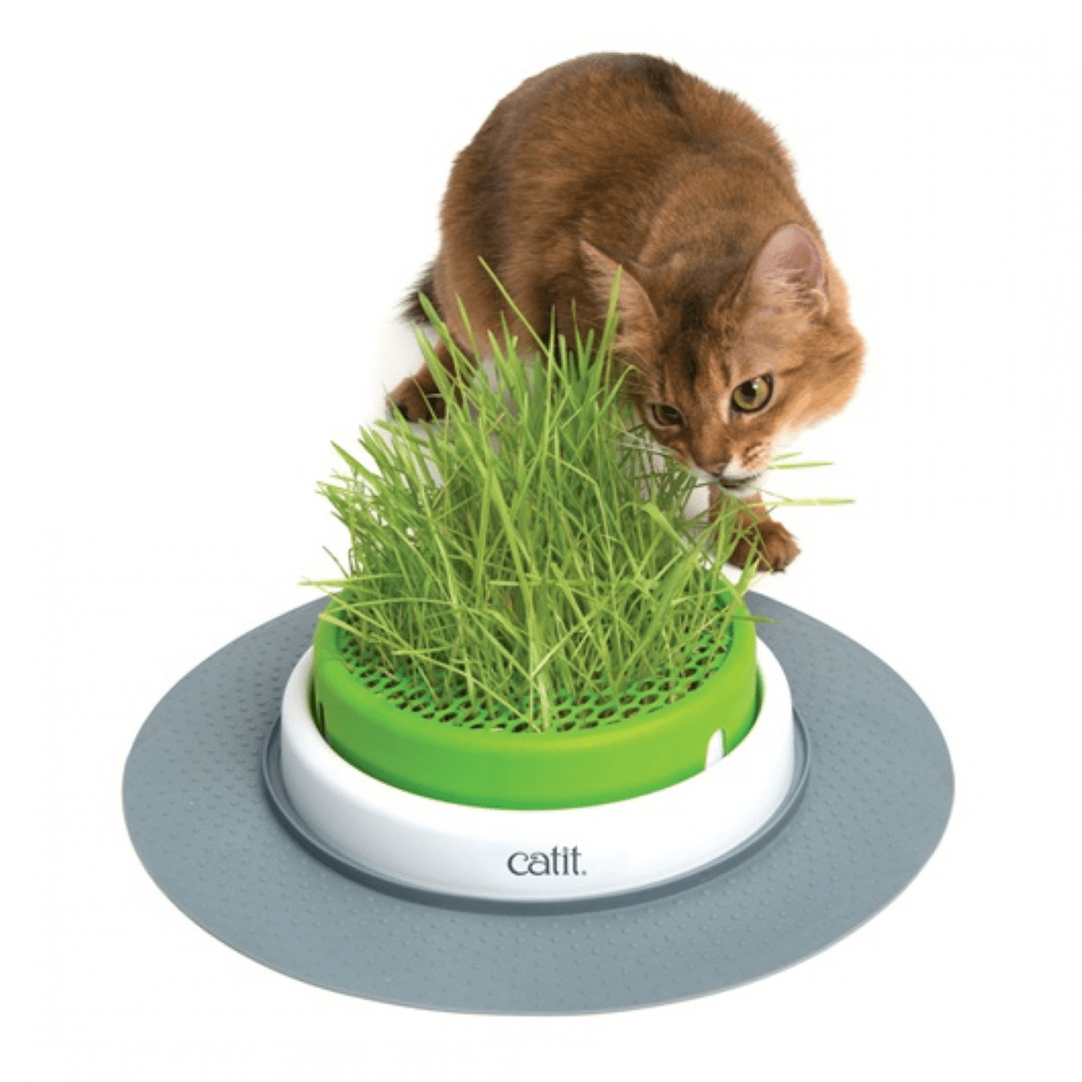 Catit Cat Grass Planter