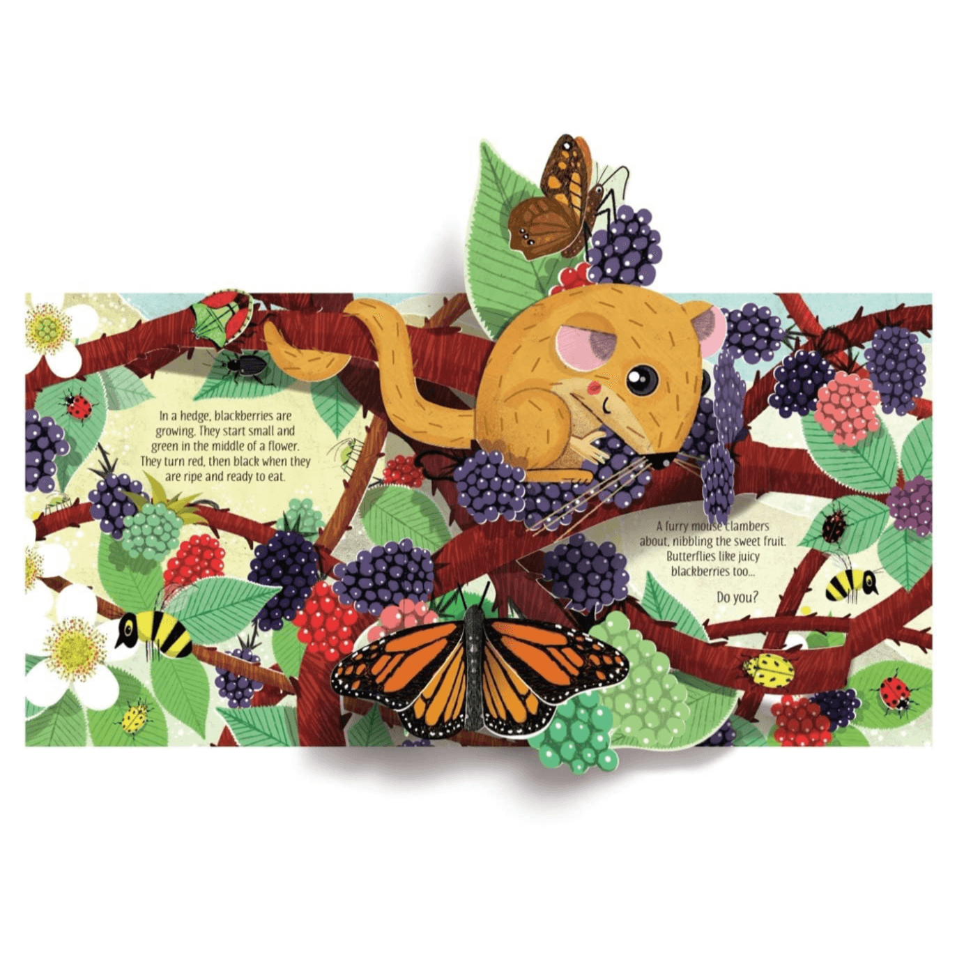 Pop Up Nature Board book