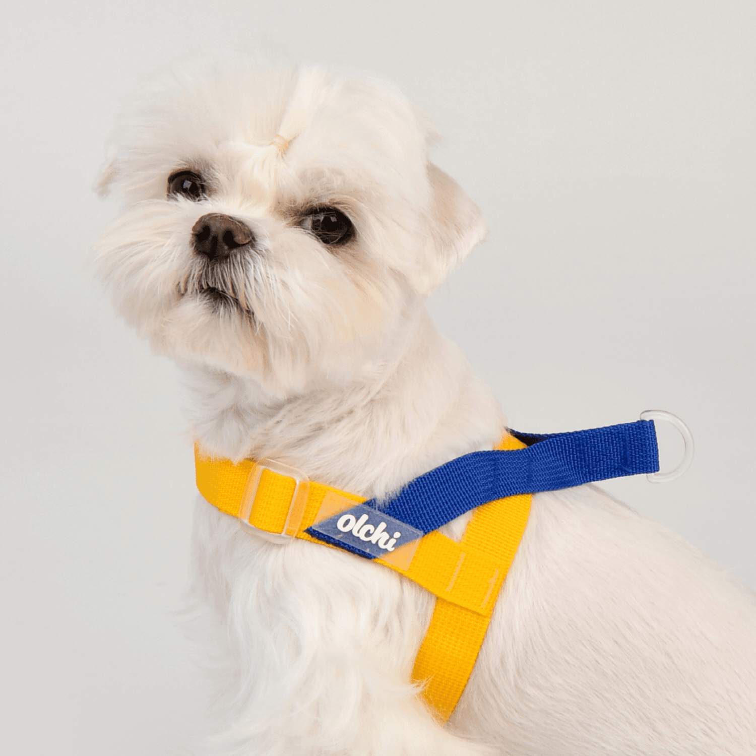 Olchi Bongbong Harness (Yellow or Blue )Small