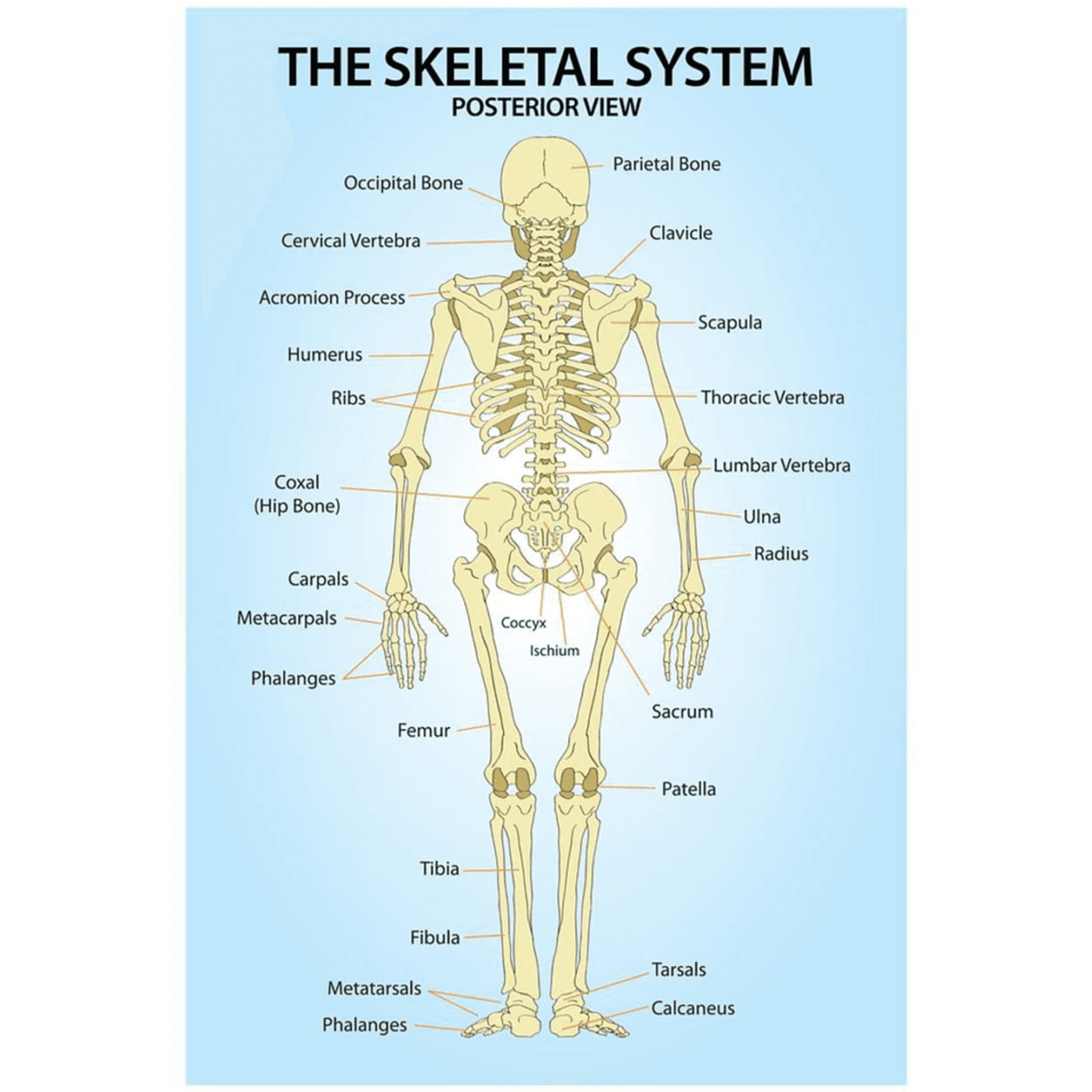 Skeletal System Chart