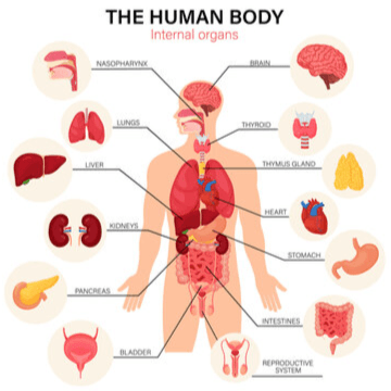 Internal Body Parts Chart