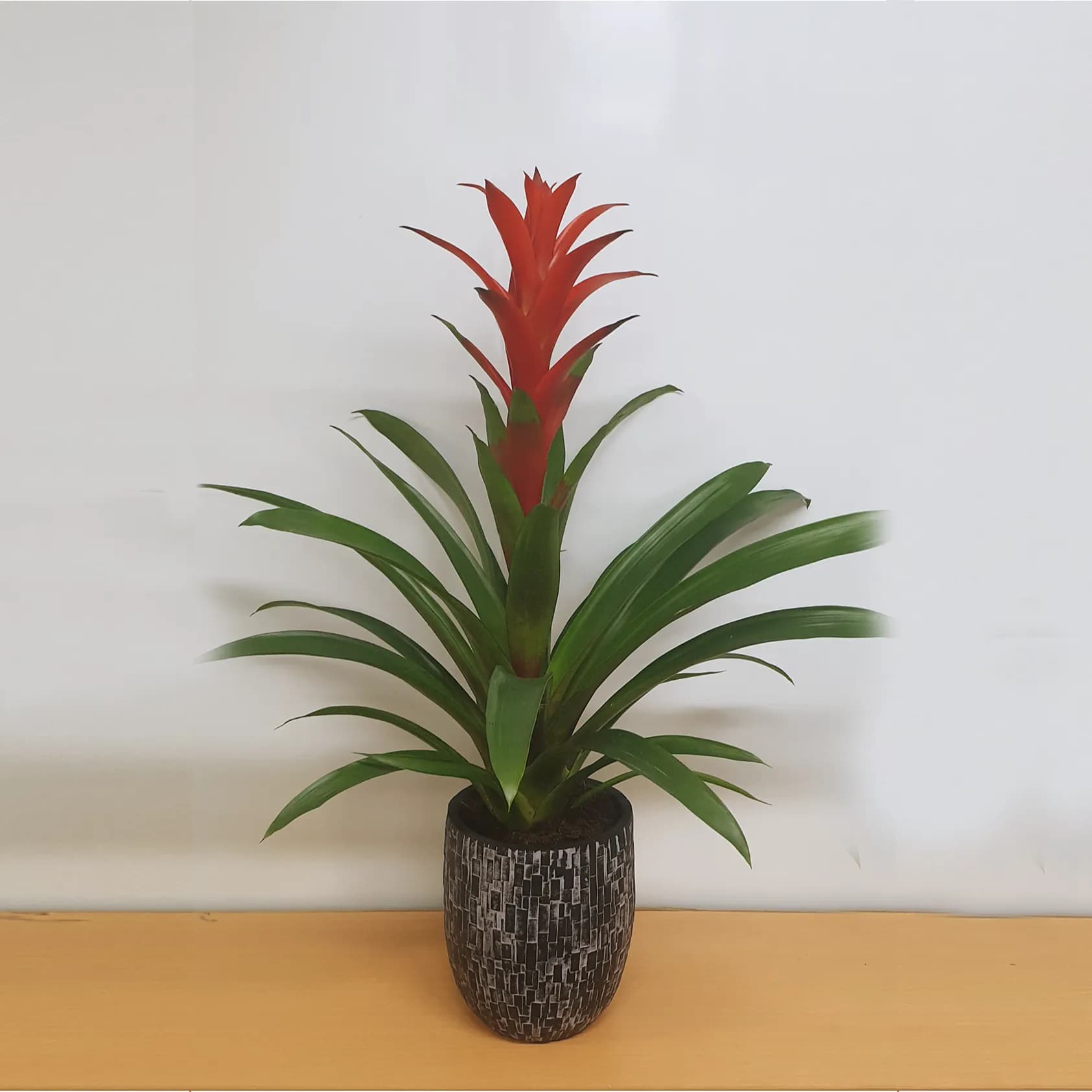 Guzmania Amoretto 65 Cm In Black Capi Pot