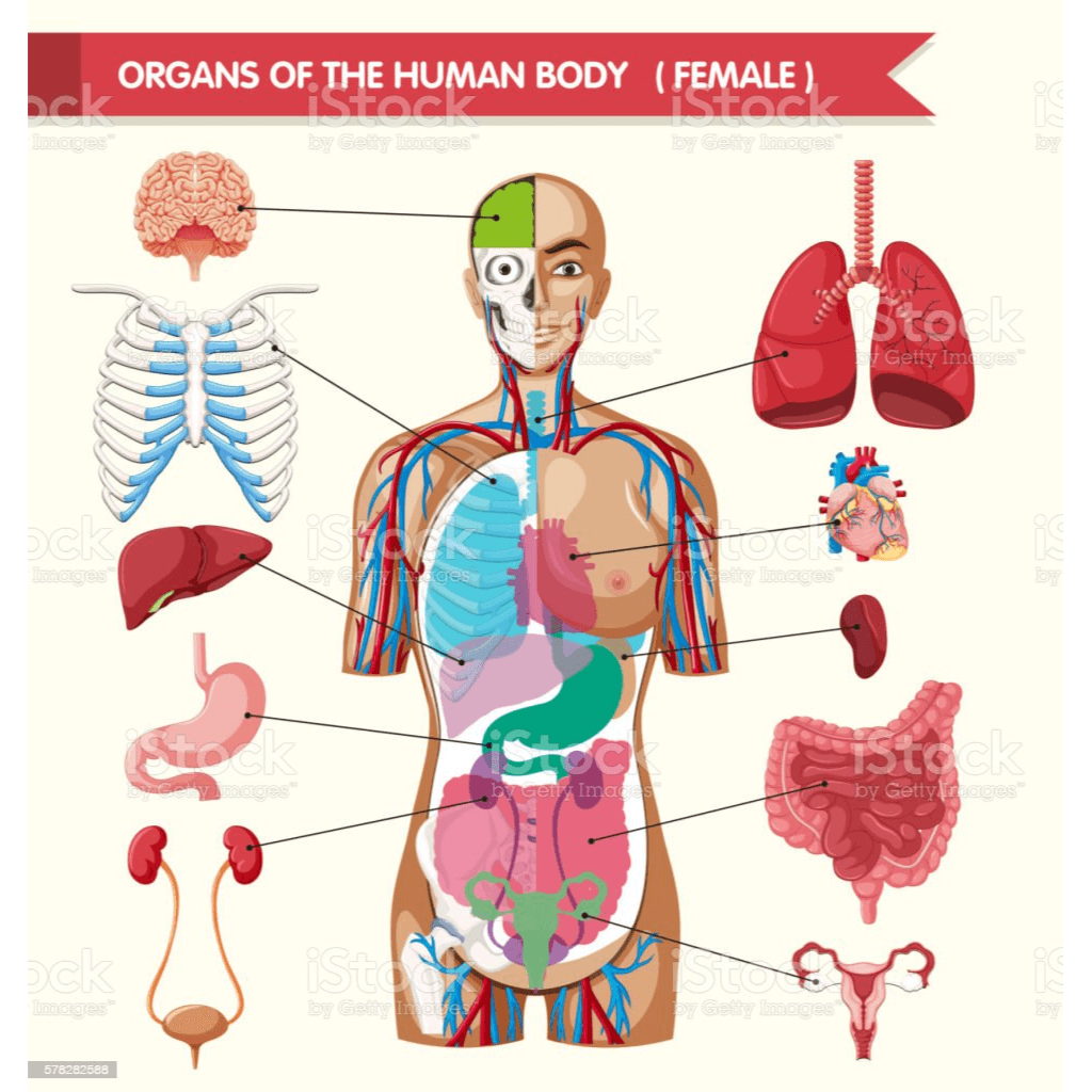 Internal Body Parts Chart